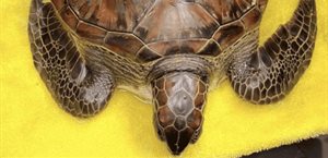 Rescatan a tortuga verde con hidrocarburos en playas de Veracruz
