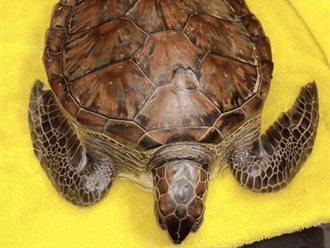 Rescatan a tortuga verde con hidrocarburos en playas de Veracruz