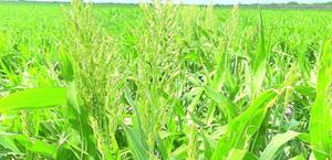 Sequía pone en riesgo la cosecha de sorgo en Valle Hermoso