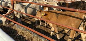 Subasta de ganado se hará cada 15 días