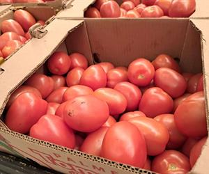 Costo del tomate se eleva considerablemente