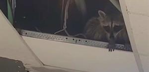 Un mapache invade plafones de hospital