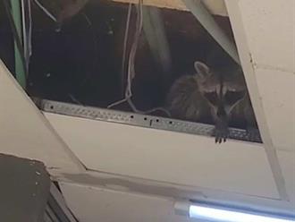 Un mapache invade plafones de hospital