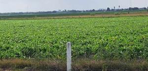 Cuesta más producir alimentos en el agro