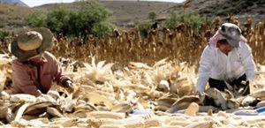 Agricultura detalla sobre incentivo económico a productores de maíz