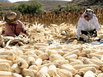Agricultura detalla sobre incentivo económico a productores de maíz