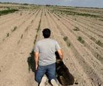 Agricultor pide lluvia para salvar cosechas en Tamaulipas