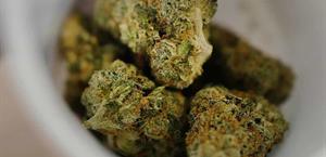 Represión contra cáñamo afecta a tiendas del Valle