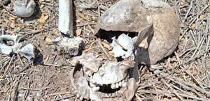 Colectivo localiza restos humanos en dos lugares