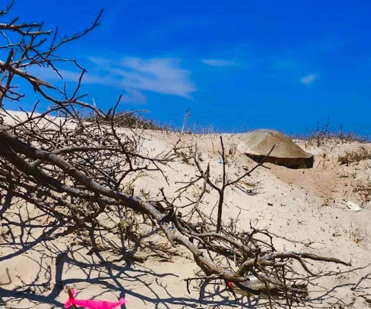 Tamaulipas protege 51 nidos y 4 mil huevos de tortuga lora