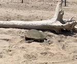 Inicia arribazón de tortugas en playa Miramar