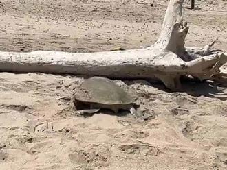 Inicia arribazón de tortugas en playa Miramar