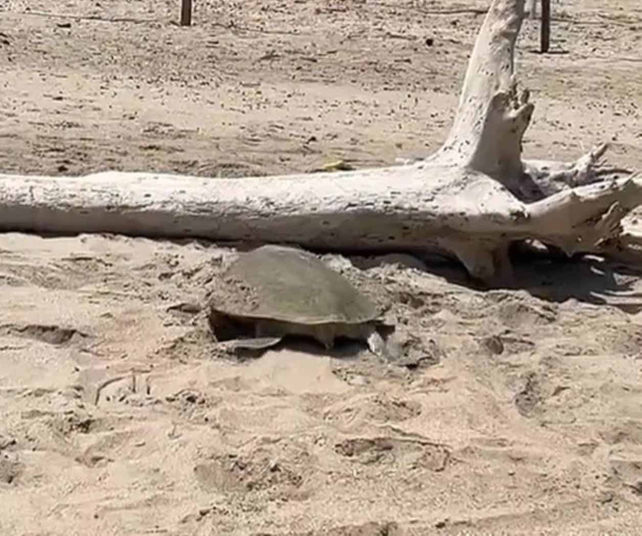 Inicia arribazón de tortugas en playa Miramar