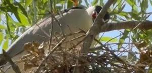 Aves migratorias anidan  en escuelas de Río Bravo