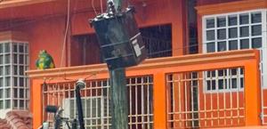 Deja lluvia apagones, cables y postes derribados en Río Bravo