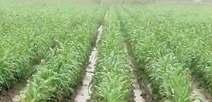 Las lluvias dieron un  respiro al campo en el  norte de Tamaulipas