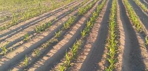 Lluvia salva siembras de sorgo de temporal