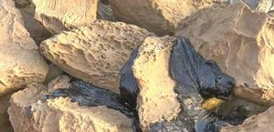 Sin daño a la fauna pese al chapopote