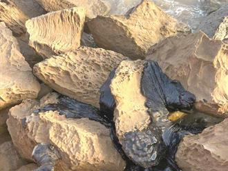 Sin daño a la fauna pese al chapopote