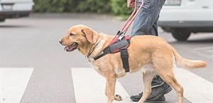 Dan certeza jurídica a animales de servicio