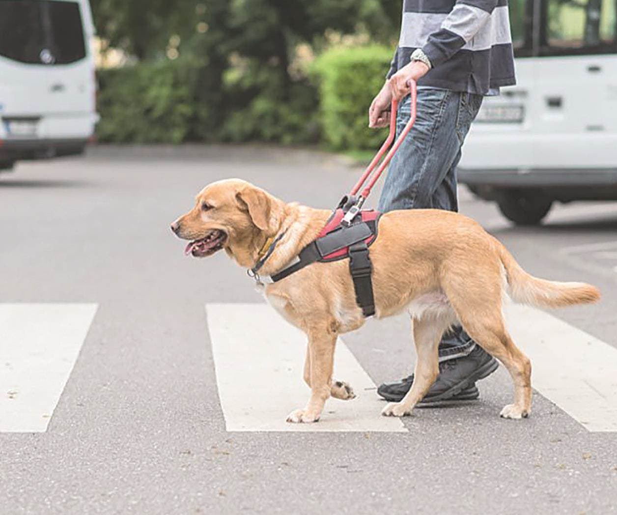 Dan certeza jurídica a animales de servicio