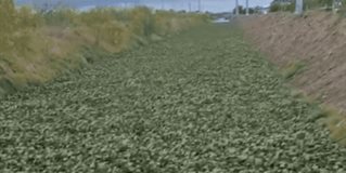 Lirio invade dren pluvial