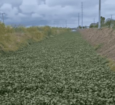 Lirio invade dren pluvial