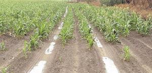 Las lluvias recientes benefician al campo en Valle Hermoso