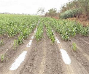 Las lluvias recientes benefician al campo en Valle Hermoso