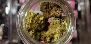 Piden no prohibición del cáñamo fumable