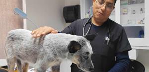 Garrapatas, riesgo en hogares