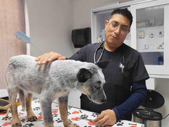 Garrapatas, riesgo en hogares