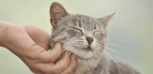 ¿Acariciar gatitos reduce el estrés?, profesora de la UNAM lo explica