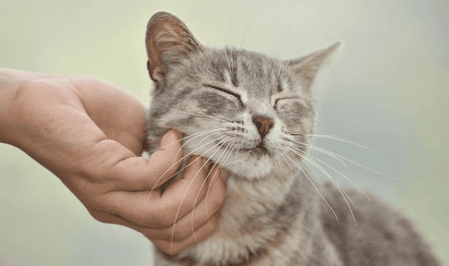 ¿Acariciar gatitos reduce el estrés?, profesora de la UNAM lo explica