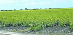 Lluvias dejan acumulados hasta 5.1 pulgadas en Valle de San Fernando