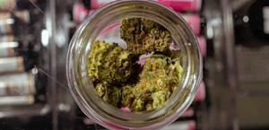 Levanta temporalmente prohibición del cáñamo