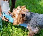 Expertos advierten sobre el cuidado de mascotas en calor
