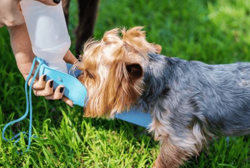 Expertos advierten sobre el cuidado de mascotas en calor