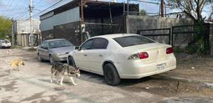 Mascotas ‘con dueño’,  pero siguen en la calle