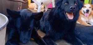 Acusan tortura animal y robo