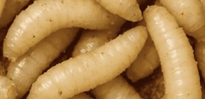 Muere adulto mayor por gusano barrenador en Oaxaca