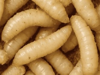 Muere adulto mayor por gusano barrenador en Oaxaca