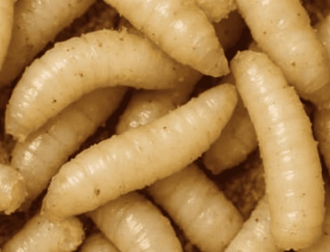 Muere adulto mayor por gusano barrenador en Oaxaca