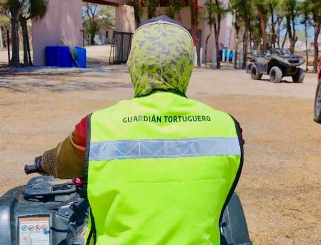 Resguardan más de 28mil huevos en campos tortugueros de Tamaulipas