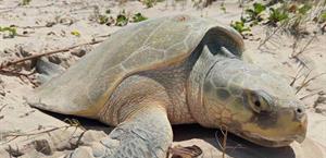 Surada impulsa llegada de  tortuga lora a Playa Bagdad