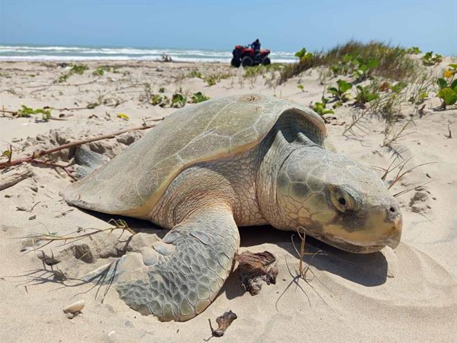 Aumenta anidación de tortuga lora en Playa Bagdad por surada