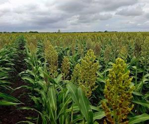 Lluvias rescatan más de 100 mil hectáreas de sorgo