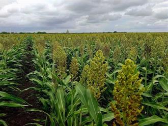 Lluvias rescatan más de 100 mil hectáreas de sorgo