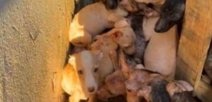 Rescatan 26 canes entre el miedo y abandono