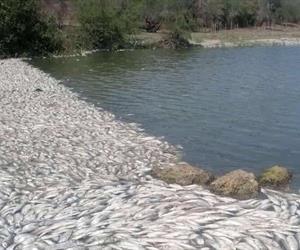 Mortandad de peces amenaza suministro de agua en el sur